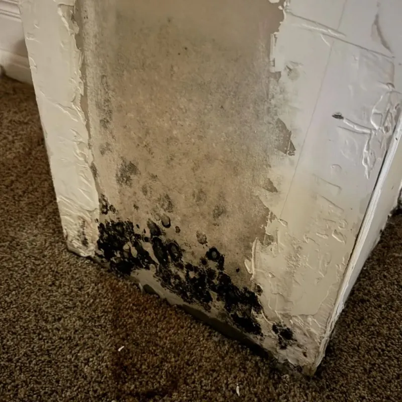 Professional Mold Removal in North Tunica, MS